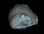 Bargain Enrolled Isotelus Trilobite - Ontario #6042-2